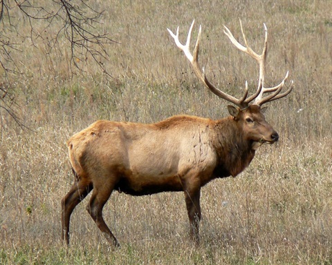 American Elk In Nature