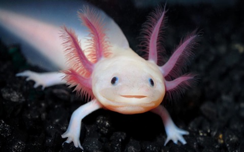 Axolotl.