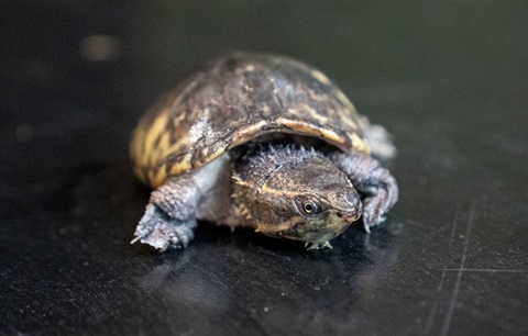 Musk Turtle.