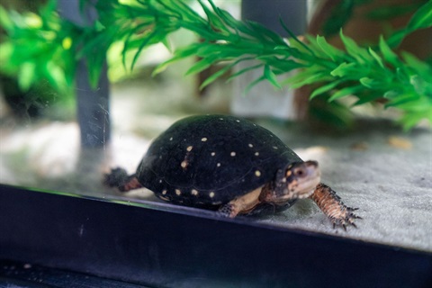 Spotted Turtle.