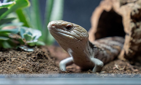Close up of Northern Blue-tongued Skink.