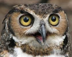 Great Horned Owl | Phillips Park Zoo