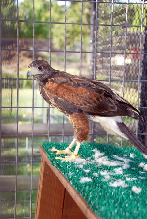 Harris Hawk