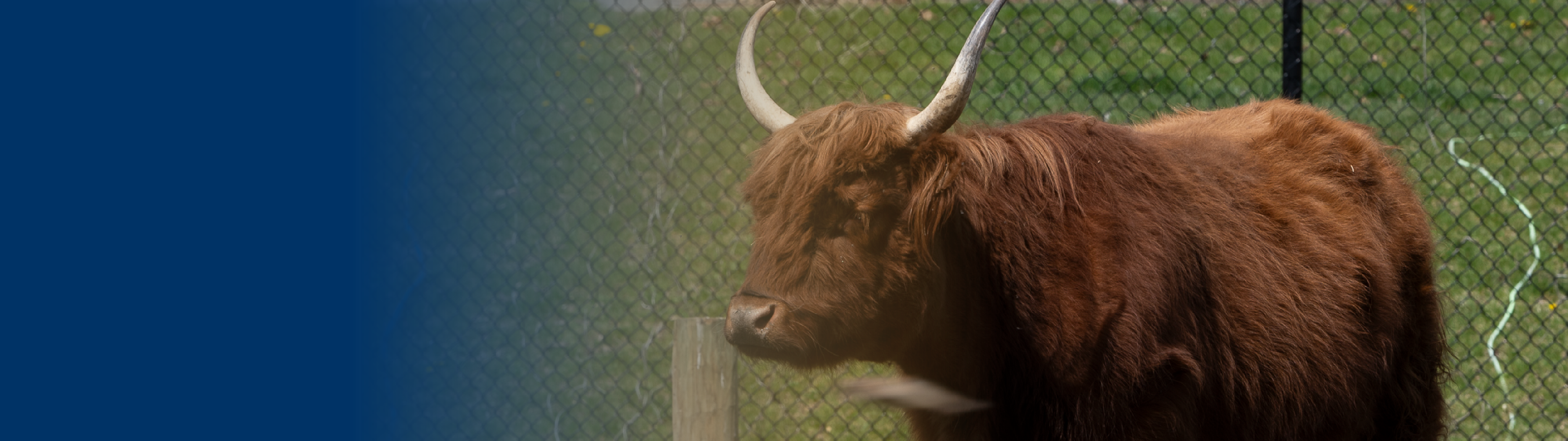 Scottish Highland Cow