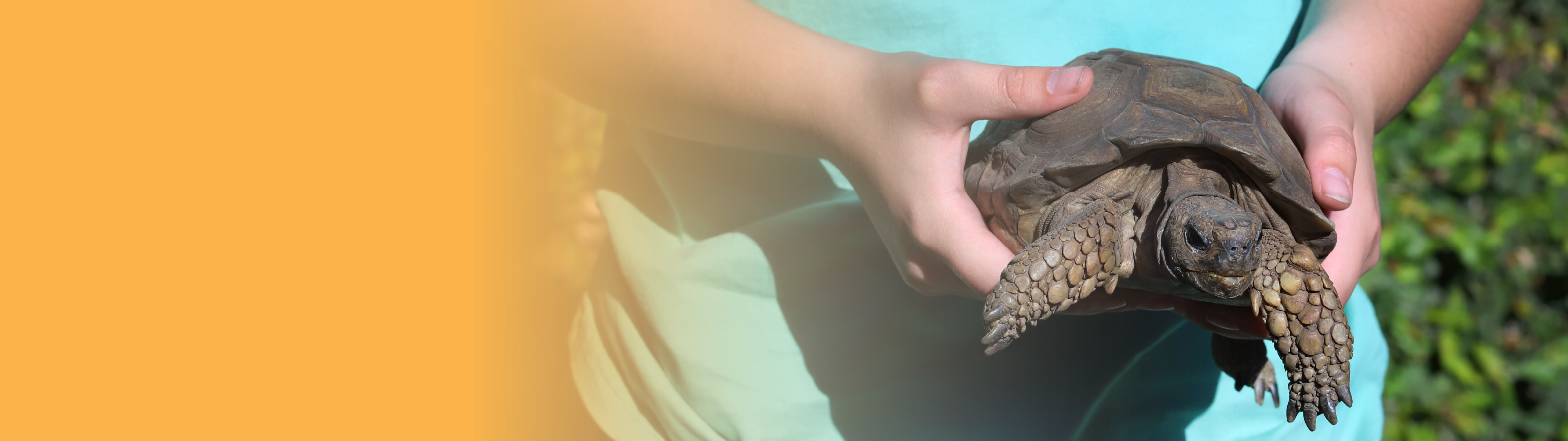 Holding a tortoise.