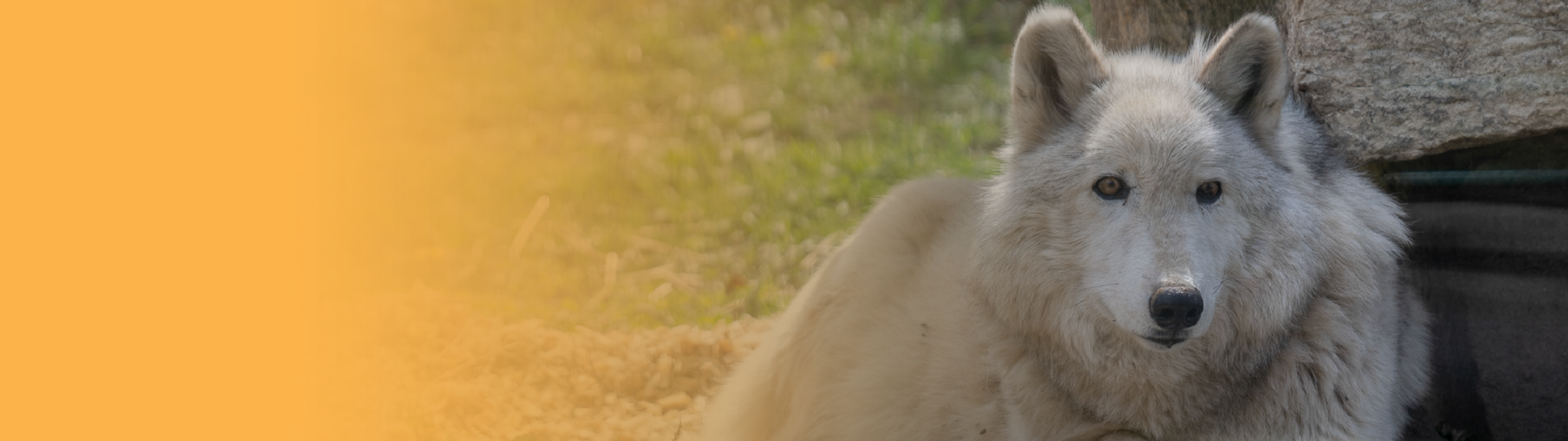 White wolf looks at camera.