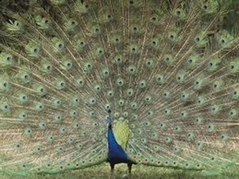 Peafowl