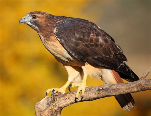 Red Tail Hawk