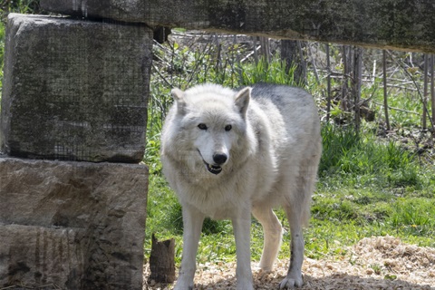 White wolf smiling