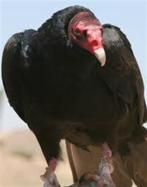 Turkey Vulture