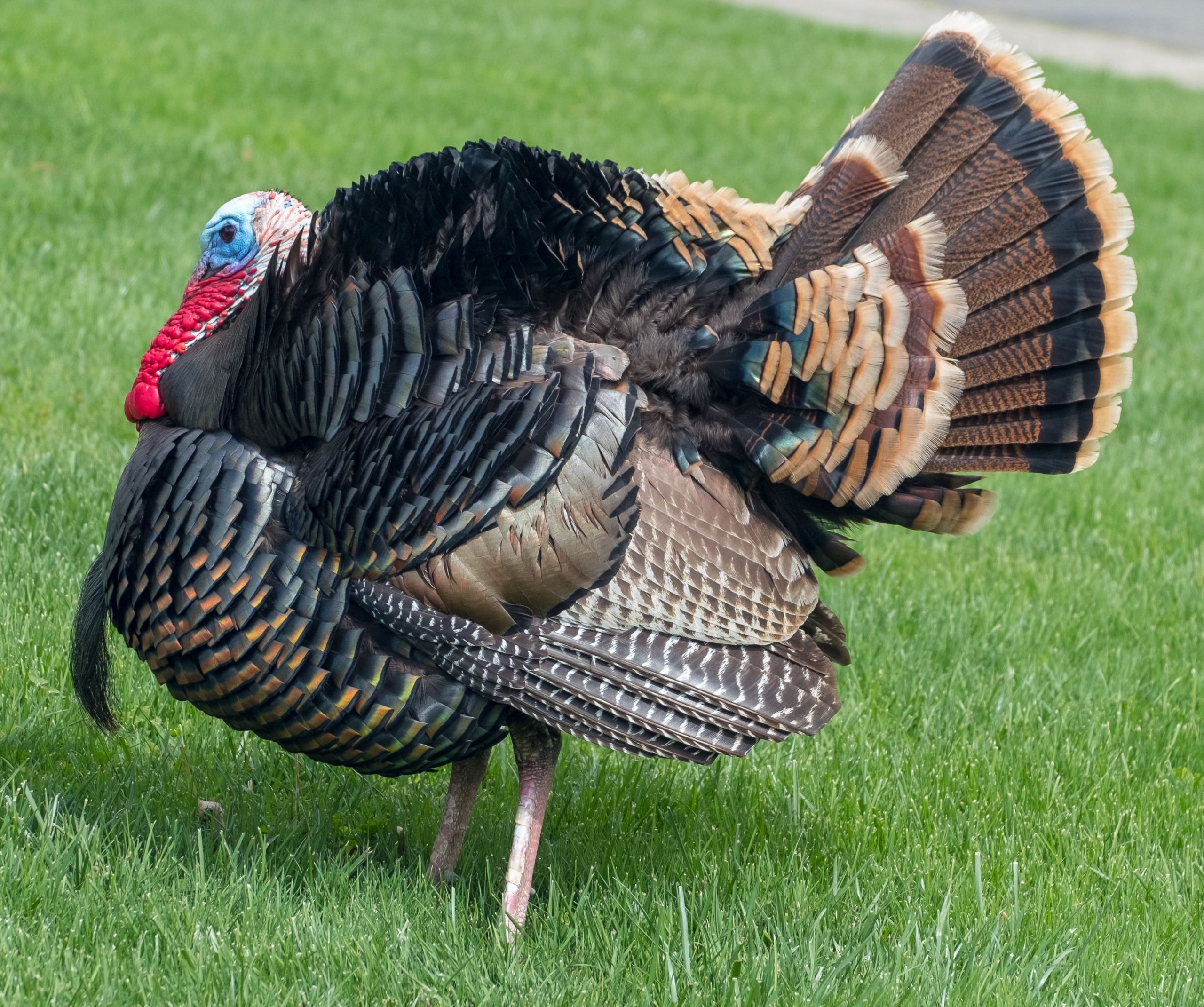 wild-turkey.jpg?w=1080