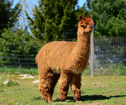 Alpaca