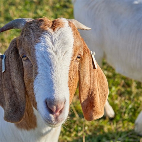 Anglo Nubian Goat