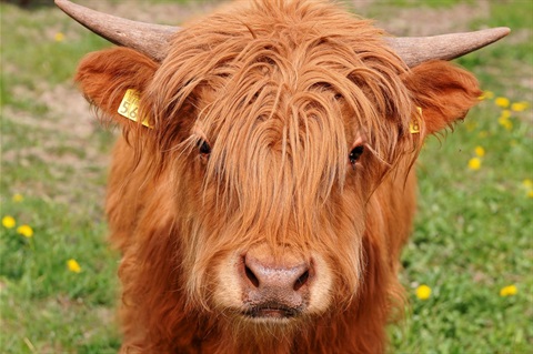 Highland Cattle